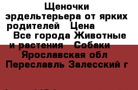 Щеночки эрдельтерьера от ярких родителей › Цена ­ 25 000 - Все города Животные и растения » Собаки   . Ярославская обл.,Переславль-Залесский г.